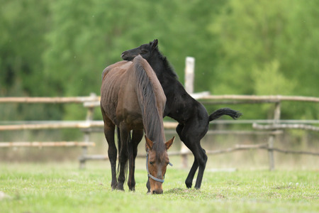 horse in a field, farm animals, nature seriesの写真素材