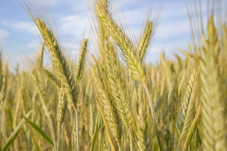 agricultural field, nature and agriculture farming seriesの写真素材