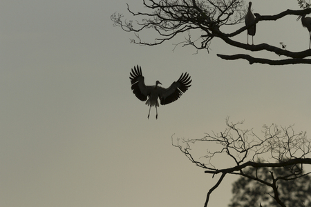 old big tree on color background with blue sky, nature seriesの写真素材