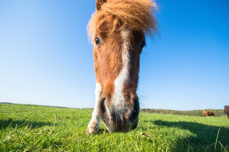horse in a field, farm animals, nature seriesの写真素材