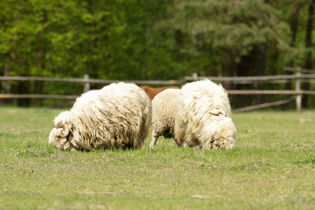 sheep on grass with blue sky, some looking at the cameraの写真素材