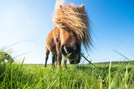 horse in a field, farm animals, nature seriesの写真素材