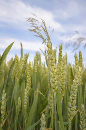field of golden wheat and blue sky, agricultural fieldの写真素材