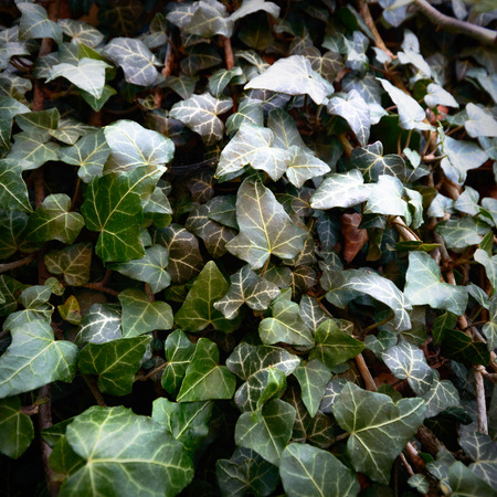plants for natural background, nature seriesの写真素材