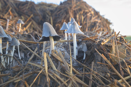forest mushroom after longtime rain, nature seriesの写真素材