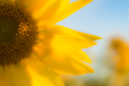 flowers as a colorful background, macro photo, nature seriesの写真素材