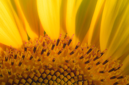 flowers as a colorful background, macro photo, nature seriesの写真素材