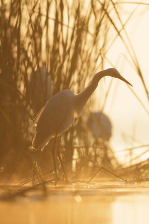 wild bird in natural habitat, nature seriesの写真素材