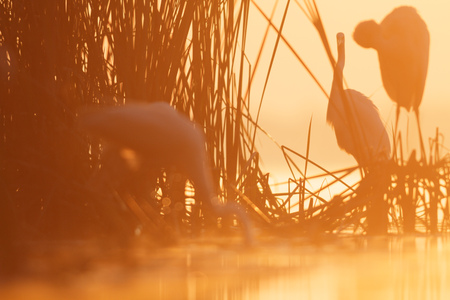 wild bird in natural habitat, nature seriesの写真素材