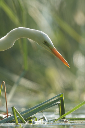 wild bird in natural habitat, nature seriesの写真素材