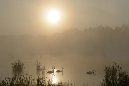 swan on blue lake in sunny day, swans on pond, nature seriesの写真素材