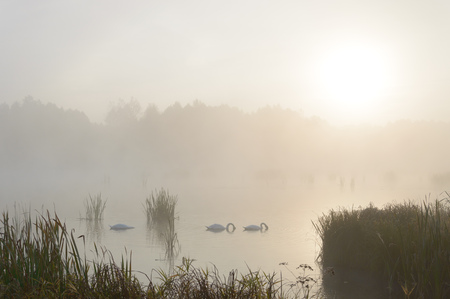 swan on blue lake in sunny day, swans on pond, nature seriesの写真素材