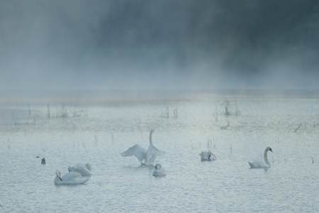 swan on blue lake in sunny day, swans on pond, nature seriesの写真素材