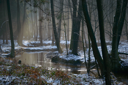 sunlight in the deep forest, nature seriesの写真素材