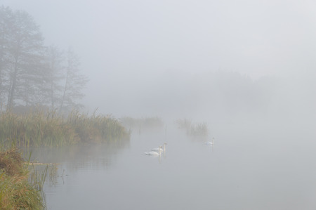 swan on blue lake in sunny day, swans on pond, nature seriesの写真素材