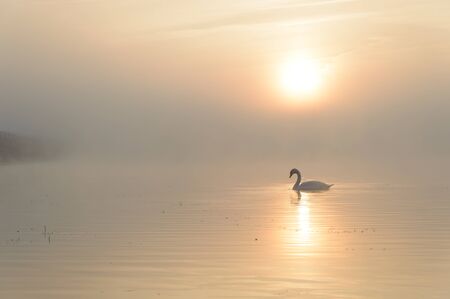 swan on blue lake in sunny day, swans on pond, nature seriesの写真素材