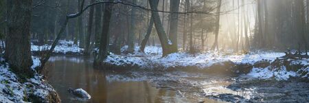 sunlight in the deep forest, nature seriesの写真素材