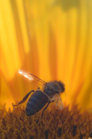 flowers as a colorful background, macro photo, nature seriesの写真素材