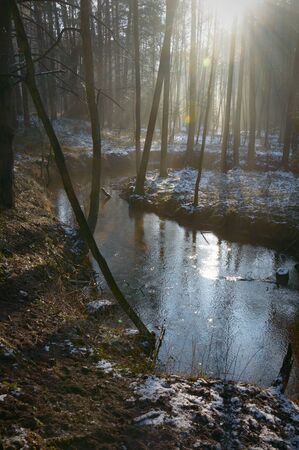 sunlight in the deep forest, nature seriesの写真素材