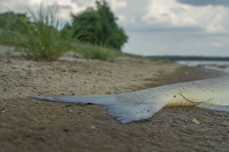 death fish on a river side, pollution, nature seriesの写真素材