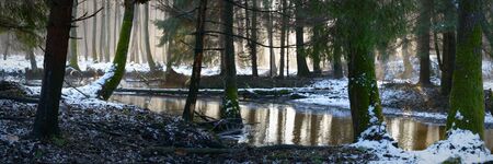 sunlight in the deep forest, nature seriesの写真素材