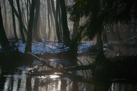 sunlight in the deep forest, nature seriesの写真素材