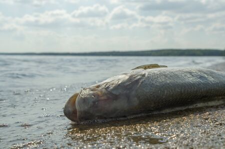 death fish on a river side, pollution, nature seriesの写真素材
