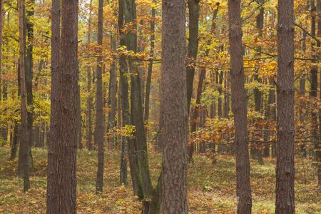 sunlight in the deep forest, nature seriesの写真素材