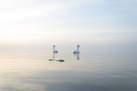 swan on blue lake in sunny day, swans on pond, nature seriesの写真素材