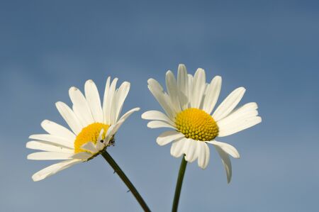 flowers as a colorful background, macro photo, nature seriesの写真素材