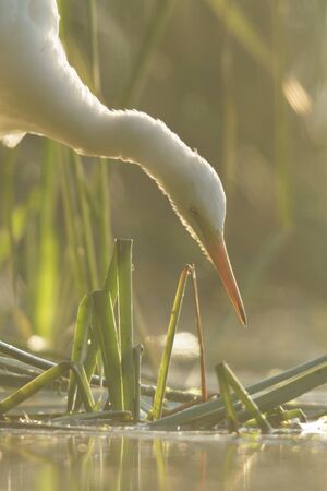 wild bird in natural habitat, nature seriesの写真素材