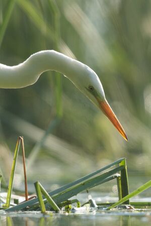 wild bird in natural habitat, nature seriesの写真素材