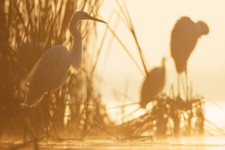 wild bird in natural habitat, nature seriesの写真素材