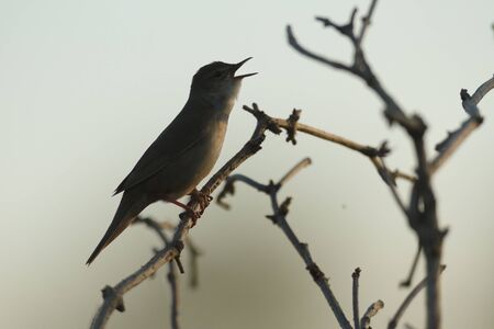 wild bird in natural habitat, nature seriesの写真素材