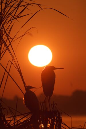 wild bird in natural habitat, nature seriesの写真素材