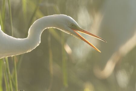 wild bird in natural habitat, nature seriesの写真素材