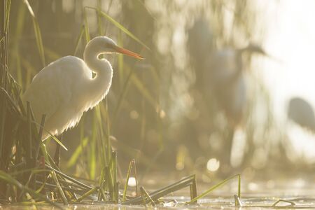 wild bird in natural habitat, nature seriesの写真素材