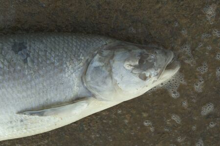death fish on a river side, pollution, nature seriesの写真素材