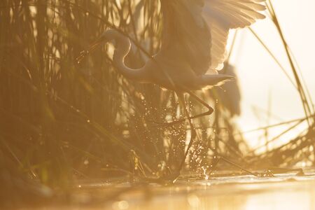 wild bird in natural habitat, nature seriesの写真素材