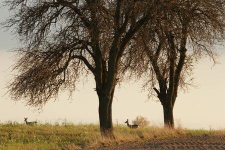 deer over the forest background in sunny day, nature seriesの写真素材