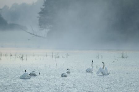 swan on blue lake in sunny day, swans on pond, nature seriesの写真素材