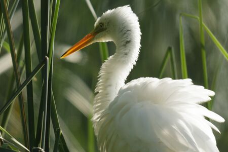 wild bird in natural habitat, nature seriesの写真素材