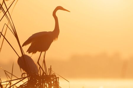 wild bird in natural habitat, nature seriesの写真素材