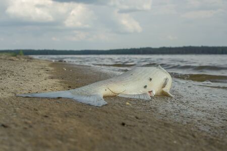 death fish on a river side, pollution, nature seriesの写真素材