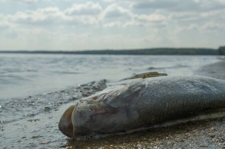 death fish on a river side, pollution, nature seriesの写真素材