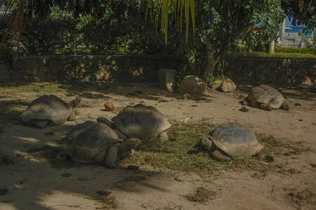 many giant turtles on the islandの写真素材