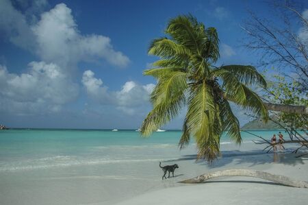 ocean landscape with black dog and old palm treeの写真素材