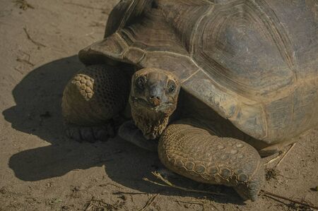 turtle asking for food on the island