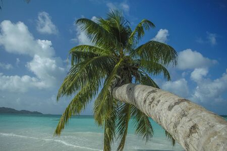 an old palm tree bent toward the oceanの写真素材
