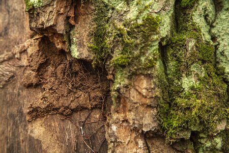 bark of an old tree in the forest